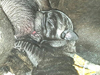 italian cane corso puppy